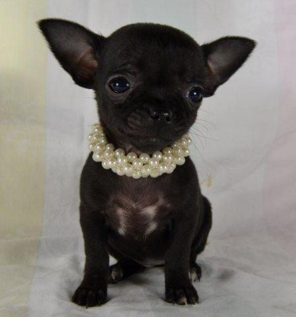 Kleine Chihuahua Welpen suchen ein zuhause - Rassehunde Chihuahua - grünberg
