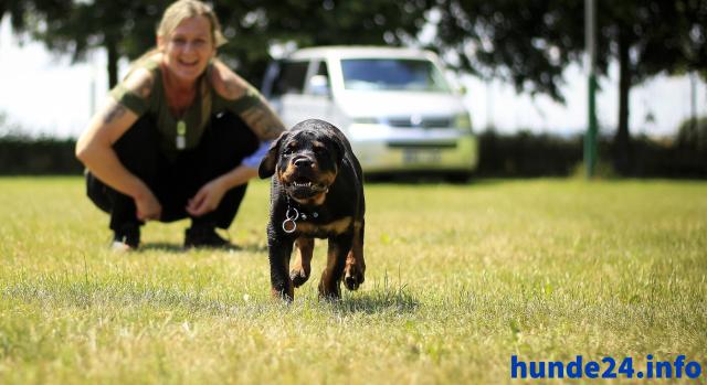 Schütze Deinen besten Freund mit einer Hundelebensversicherung - Hunde Zubehoer - Berlin