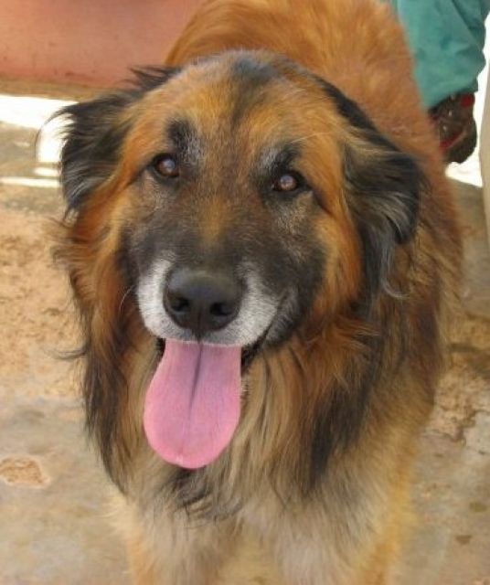 ARES bildhübscher sucht Zuhause für immer- Spanien - Mischlinge - Heidelberg