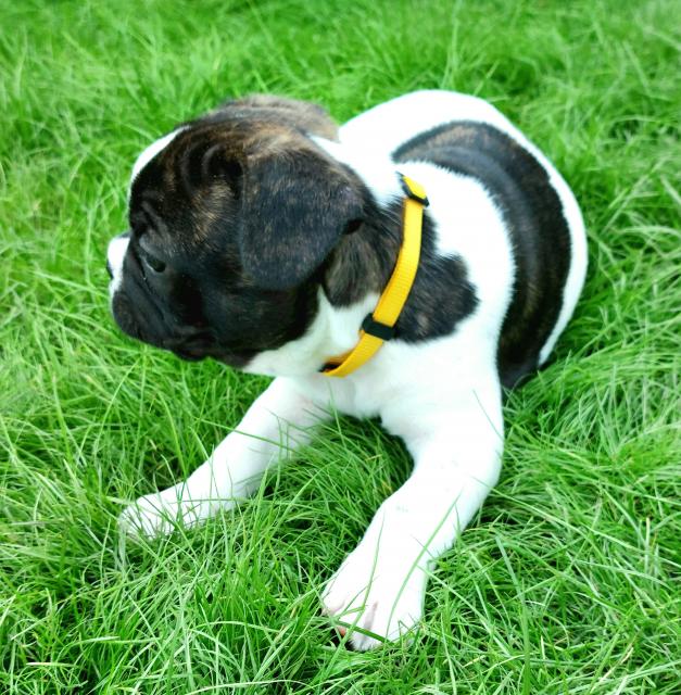 Französische Bulldoggen Welpen - Rassehunde Franzoesische Bulldogge - Nordrhein-Westfalen - Solingen