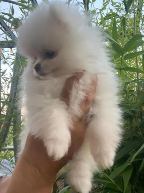 Reinrassige Pomeranian Zwergspitz Welpe - Rassehunde Spitz - Würzburg