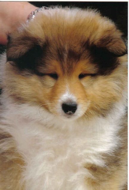 Colliewelpen mit Papiere in liebe Hände abzugeben - Rassehunde Collie - Guben