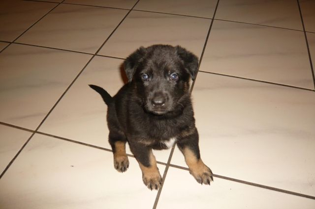 Erster Wurf - Deutsche Reinrassige Schäferhundwelpen (mit gradem Rücken!) - Rassehunde Schaeferhund - Grafschaft