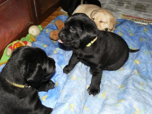 Wunderschöne Labradorwelpen    - Rassehunde Labrador - essen