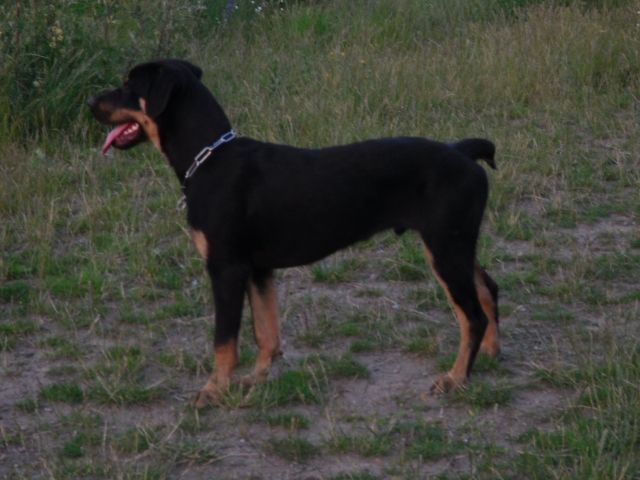 Rottweiler-Rüde 15 Monate - Rassehunde Rottweiler - Berlin