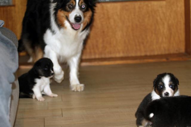 Unsere Aussiewelpen suchen bald einen neuen Wirkungskreis - Rassehunde Australian Shepherd - Vechelde