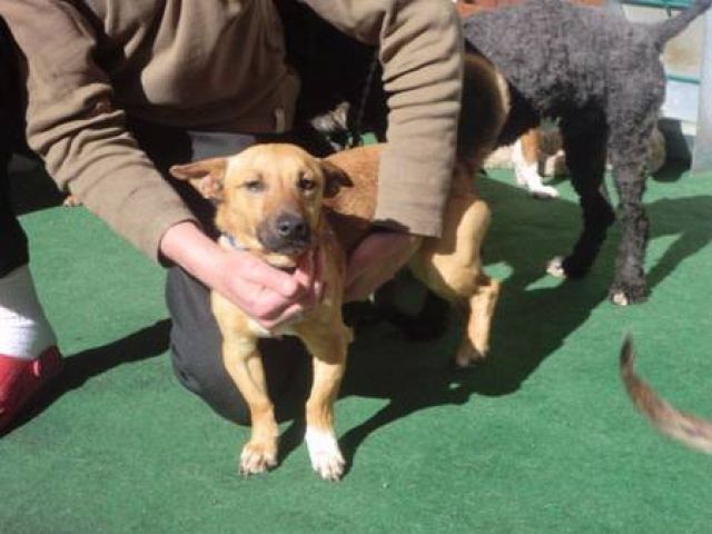 SHORTY, kleiner Mischlings Rüde - Mischlinge - Leipzig