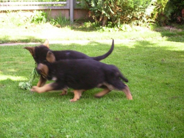 Top-Schäferhundwelpen aus Sp.-Verpaarung abzugeben! - Rassehunde Schaeferhund - oelsnitz