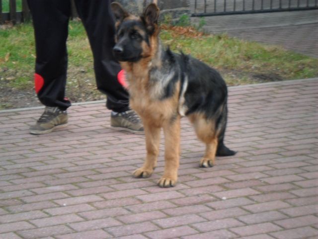 Toller 6 Monate alter schäferhund zu verkaufen: - Rassehunde Schaeferhund - Oelsnitz
