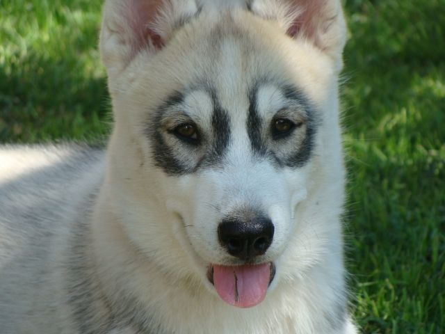 Siberian Husky Welpe 14 Wo mit FCI/VDH/DCNH-Papieren - Rassehunde Husky - Penzberg