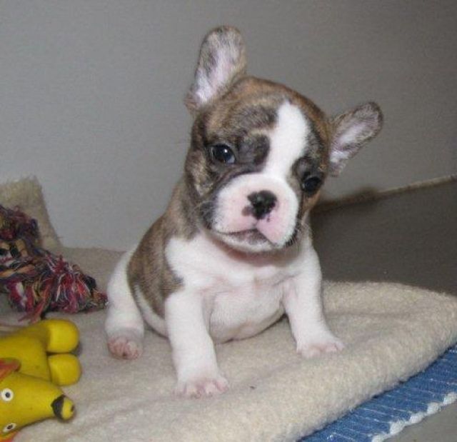 Gesunde Französische Bulldoggen Welpen - Rassehunde Franzoesische Bulldogge - ulrichstein