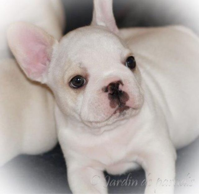 Rassehunde Franzoesische Bulldogge Kleinanzeigen Rassehunde Franzoesische Bulldogge Annoncen