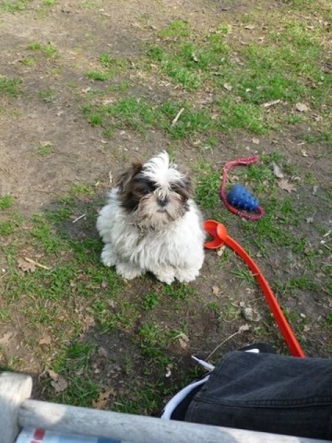 Kleinhundetreff in berlin - Hundesitter - berlin