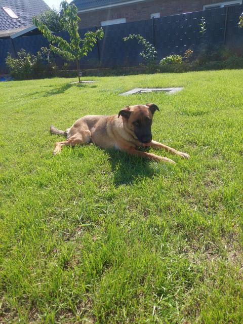 Liebevolle, kinderliebe Schäferhund Mallinois Hündin sucht neues zu Hause - Mischlinge - Tespe