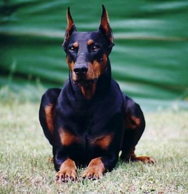 Bildschöner Dobermann sucht... - Deckanzeigen - berlin