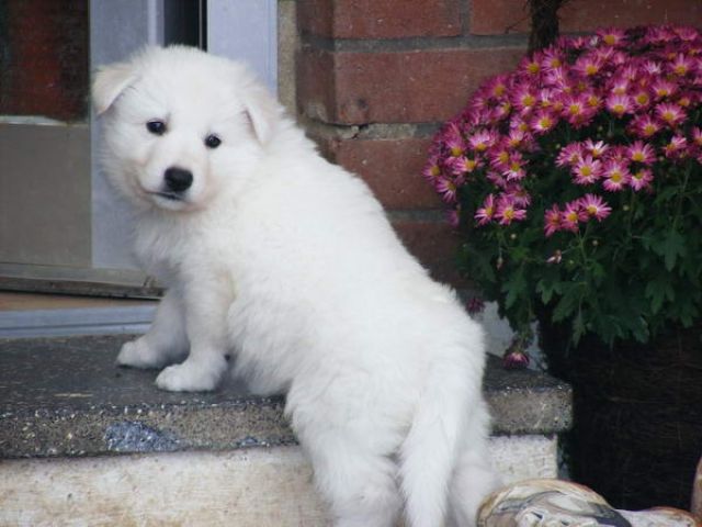 Wir planen Weiße Schäferhundwelpen für Herbst 2009 - Rassehunde Weisser Schweizer Schaeferhund - Niederkrüchten