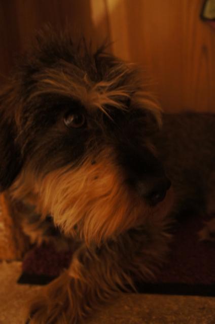 Suche Dackel Rauhaardackel weiblich Welpe gerne auch Mischling - Rassehunde Dackel - Altötting