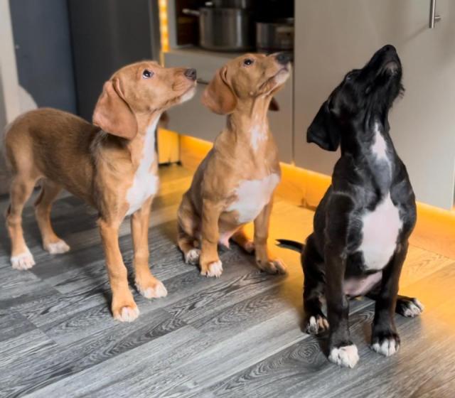 Vizsla-mix Hündin 6m (erzogen & wunderschön) - Mischlinge - Bremen