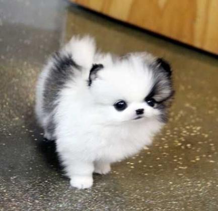 Süße Pomeranian Spitz Welpe der beste Welpe fur Ihre Familie - Rassehunde Spitz - Frankfurt am Main