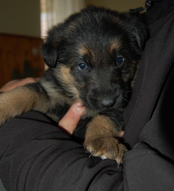 Schaferhund Welpen zu verkaufen - Rassehunde Schaeferhund - Györ
