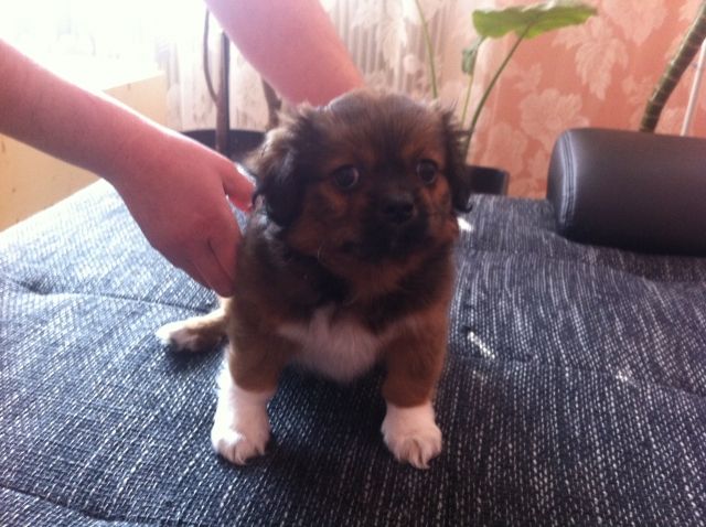 Kleine Süße Königs Pekinese Welpen - Rassehunde Pekinese - Linz