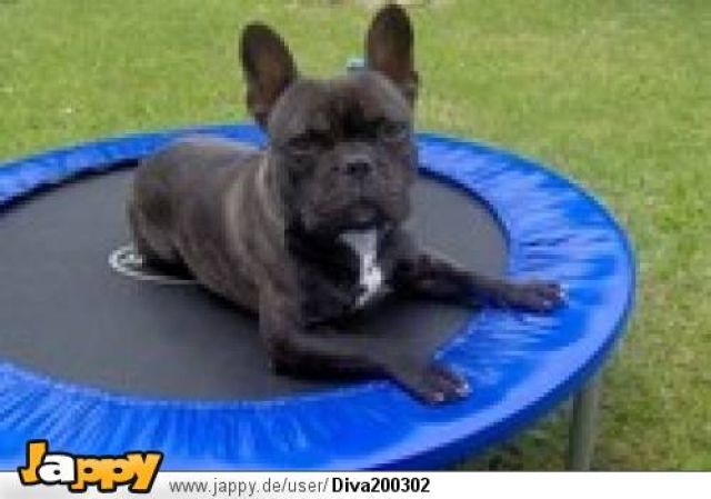 Bulldogge Weiblich ab zu geben - Rassehunde Bulldog - Frechen