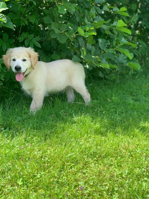 Golden Retriever Rüde - Rassehunde Golden Retriever - Nürnberg