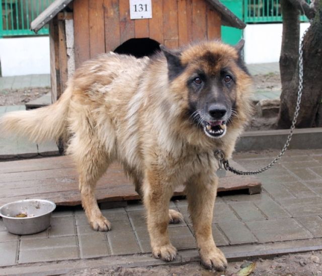 DUNAJ liebt Menschen, schmusig sucht liebe Familie POLEN - Mischlinge - Heidelberg