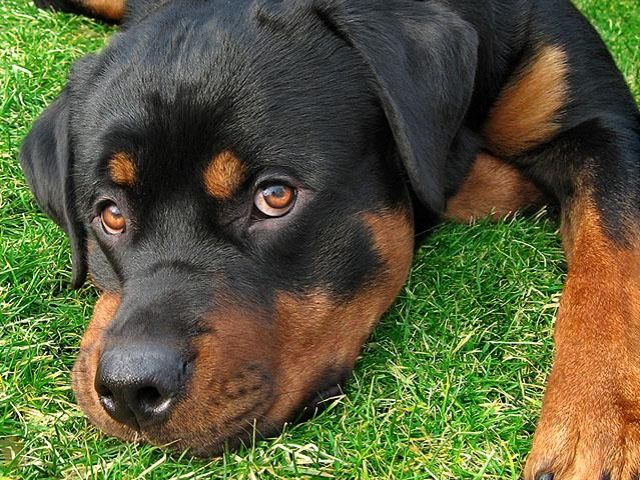 ältere hunde abzugeben