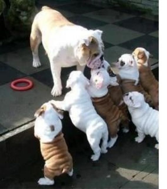 100% Wunderschöne Reinrassige Englisch Bulldogge - Rassehunde Bulldog - Bensheim 