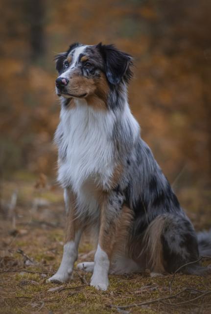 Australian Shepherd Deckrüde - Deckanzeigen - Großenseebach 