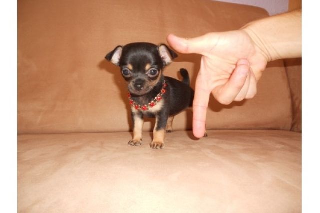 Mini Tea-Cup-Chihuahuas Mäuse - Rassehunde Chihuahua - Friedrichshafen