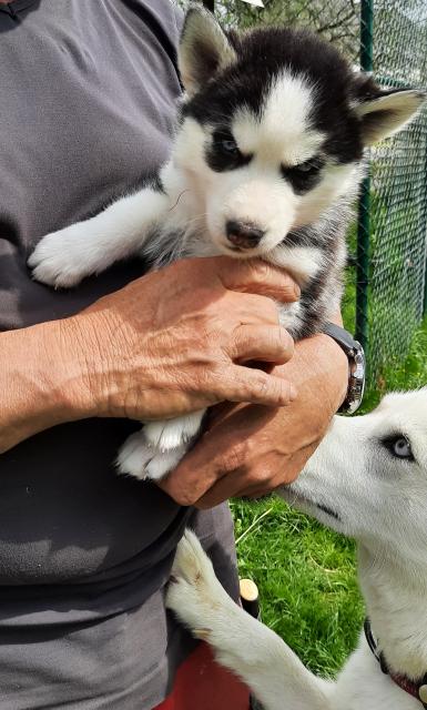 Zuckersüße Huskywelpen  - Rassehunde Husky - Giershausen 