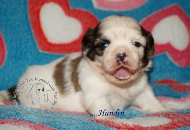 Shih Tzu Welpen Rüde und Hündin mit Ahnentafel - Rassehunde Shih Tzu - Frankfurt