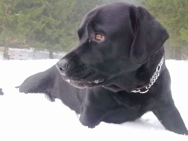 Suche labrador Hündin zum decken - Deckanzeigen - Bad Grund
