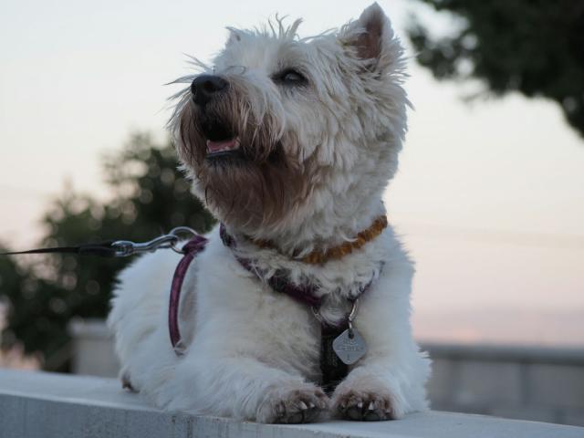 Deckrüde West Highland Terrier - Deckanzeigen - Berlin