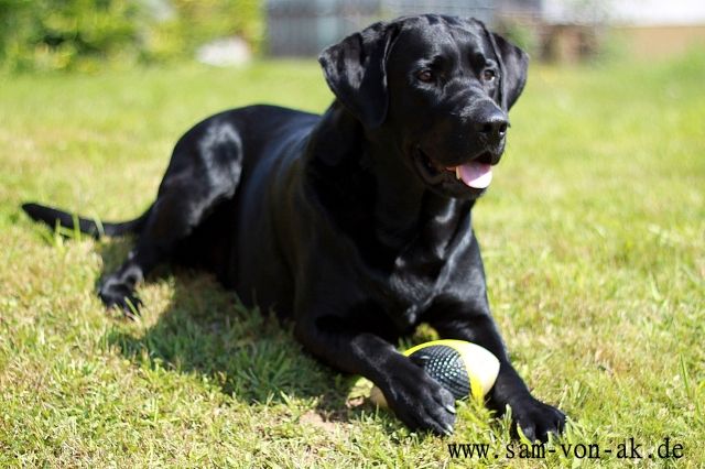 Labrador Deckrüde - Deckanzeigen - Altenkirchen