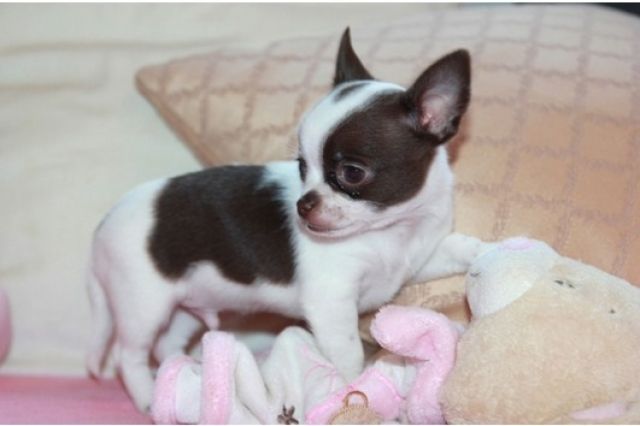 Schöne männliche Chihuahua Welpen whatsapp (+4915145672158) - Rassehunde Chihuahua - Schweinfurt