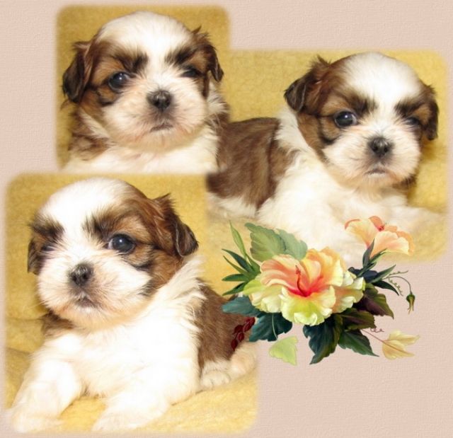 Shih Tzu Babys mit allem was dazu gehört - Rassehunde Shih Tzu - feldatal