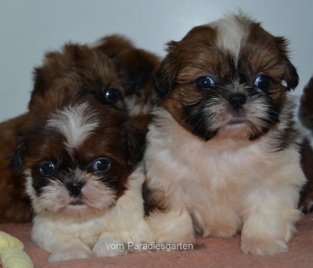 Shih Tzu Welpen - Rassehunde Shih Tzu - Feldatal