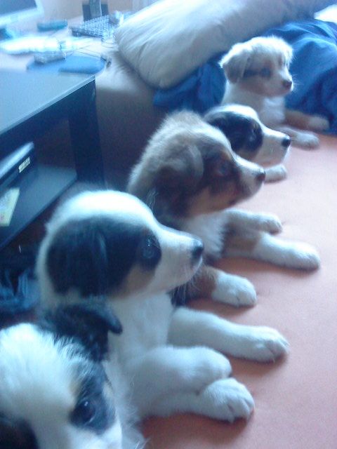Australian Shepherd - Rassehunde Australian Shepherd - Berlin