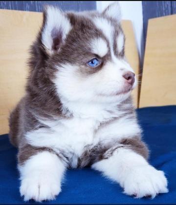 Schöner Husky Siberia-Welpe Blaue Augen - Rassehunde Husky - Ulm