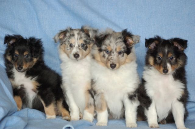 Kleine Hobby Sheltiezucht nahe Köln   Welpen mit VDH/FCI Papieren vom Züchter - Rassehunde Sheltie - Reichshof
