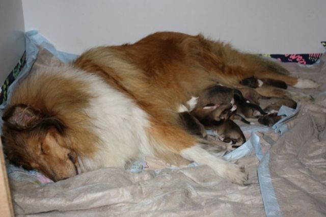 Wunderschöne Welpen sind geboren! - Rassehunde Collie - Lüdenscheid
