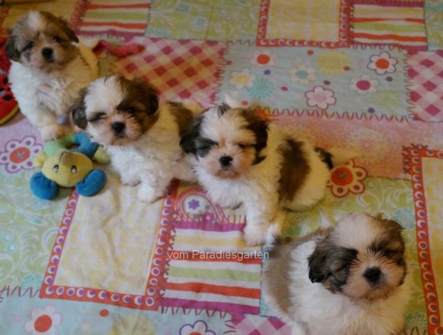 Zeitweise Shih Tzu Welpen  - Rassehunde Shih Tzu - Feldatal