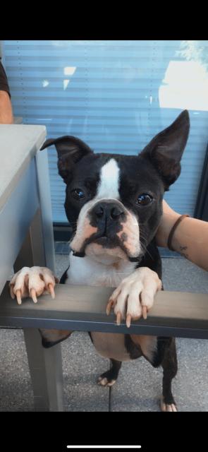 Deckrüde Boston Terrier  - Deckanzeigen - Pfaffenhofen an der Roth 