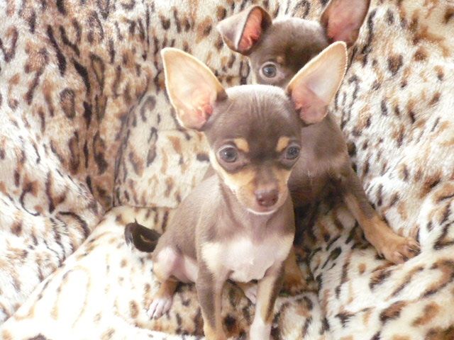 Niedliche schoko-tan KH Chihuahuawelpen 12 wochen, suchen Familie - Rassehunde Chihuahua - Neheim