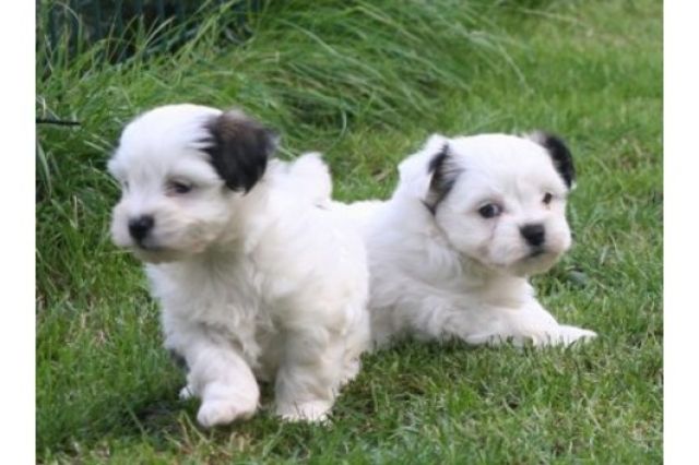 Bolonka Zwetna - aufgeweckt, liebevoll, tierisch gut - aus L  - Rassehunde Bolonka Zwetna - berlin