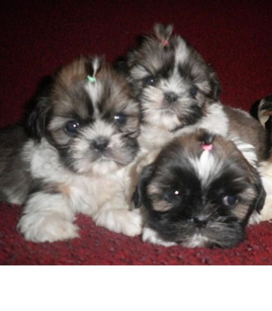 Shih-Tzu Welpen ab sofort abzugeben mit Stammbuch. - Rassehunde Shih Tzu - Heidenheim 