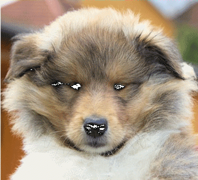 Colliewelpen mit VDH Papieren - Rassehunde Collie - Eichenzell